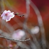 大原の不断桜 ～洛北～