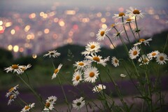 暮らしの数々と花々
