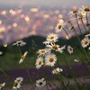 暮らしの数々と花々