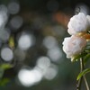 清らかな気持ち