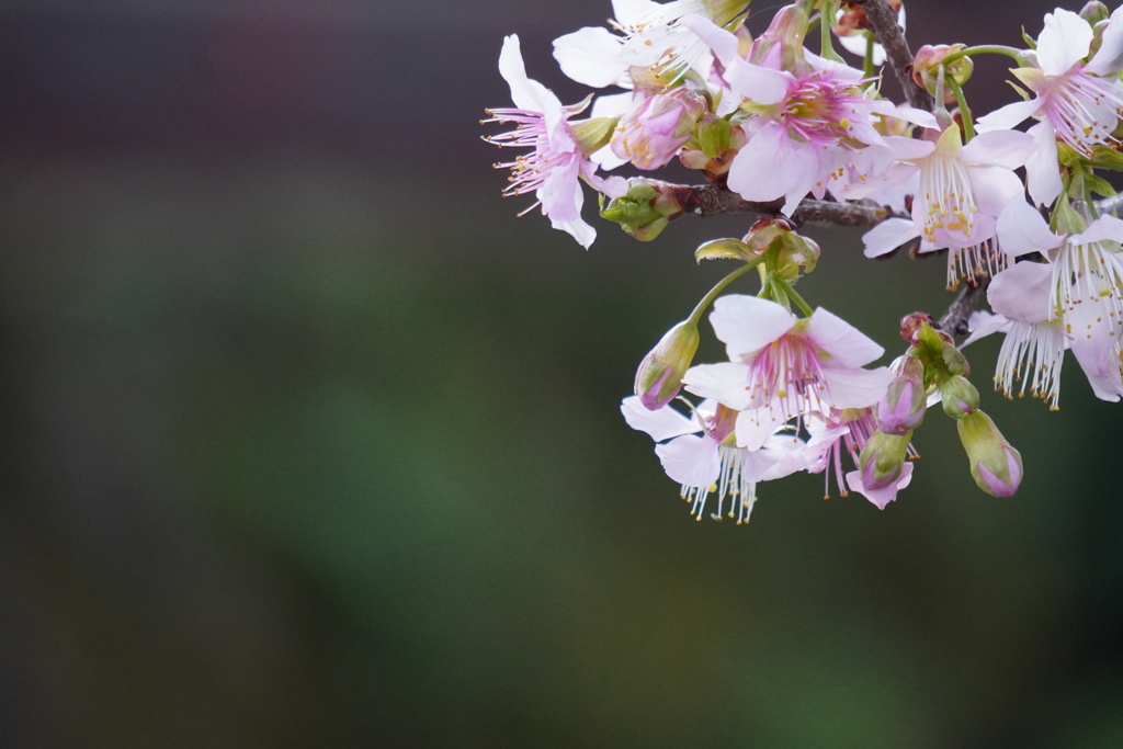 霜月のヒマラヤ桜