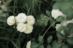 vanilla bonica