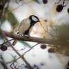 榛の木で佇む