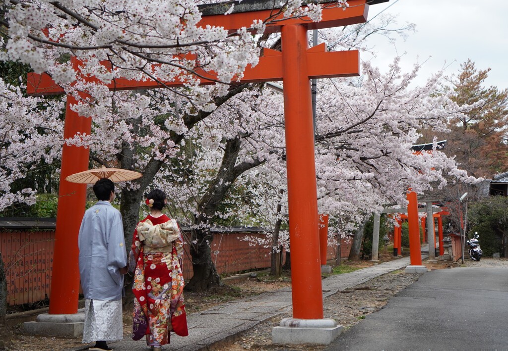 桜と鳥居をくぐる春