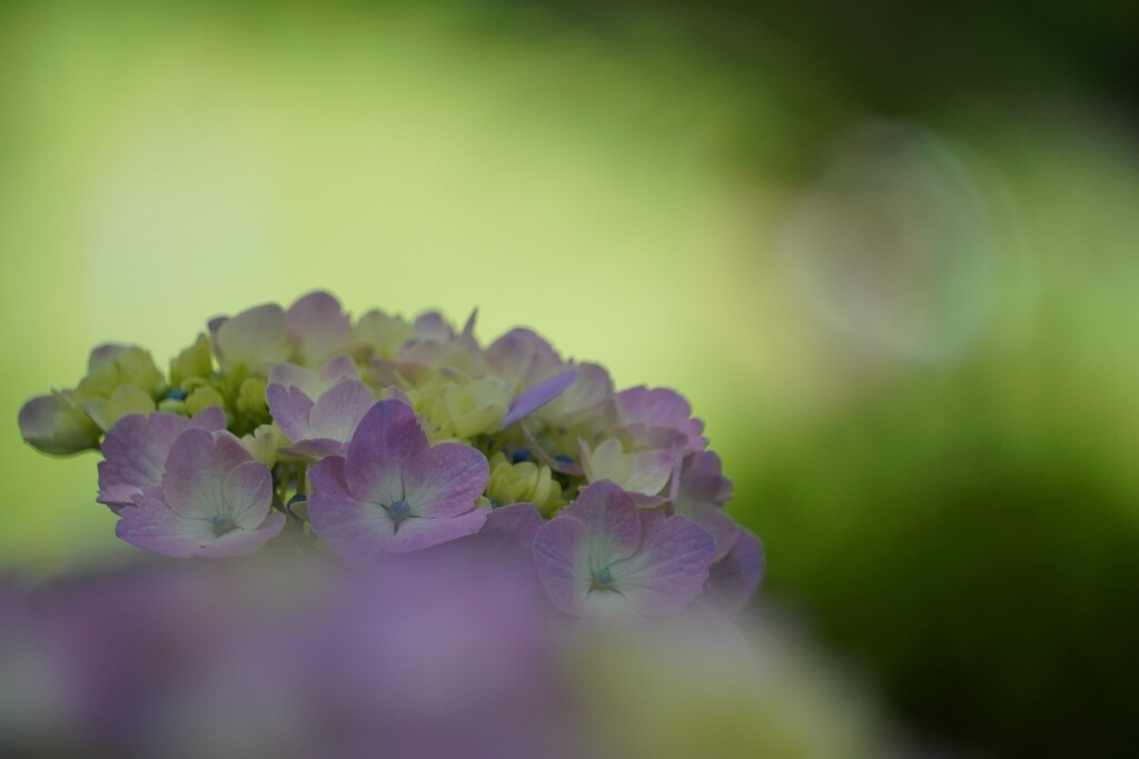 fresh hydrangea