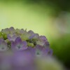 fresh hydrangea