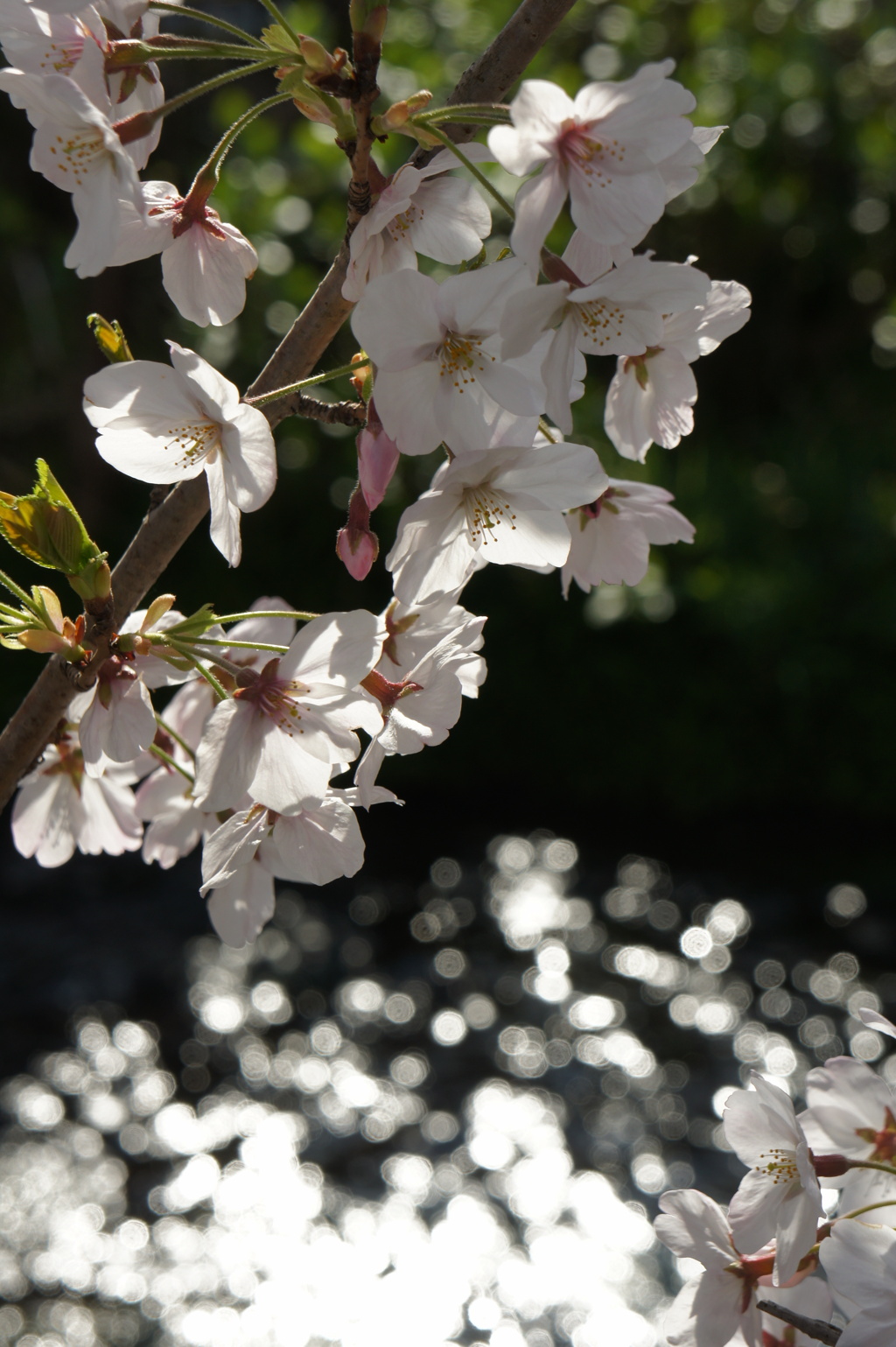 淡き桜と清流