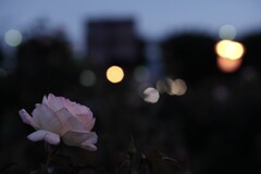 それぞれの灯り　それぞれの家へ