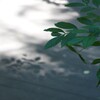 木陰の静謐