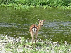 鴨川にて