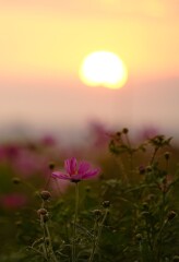 眩しかった夕暮れ