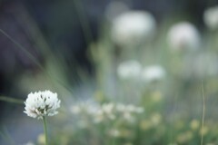 white clover