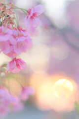 早咲き桜と洛陽