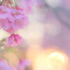 早咲き桜と洛陽