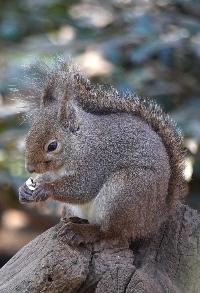 sciurus lis