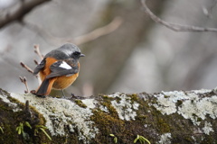 古樹に紋付き袴