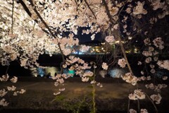 鴨川と夜桜