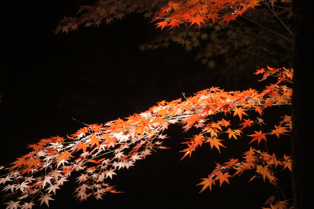 紅葉柄の黒友禅