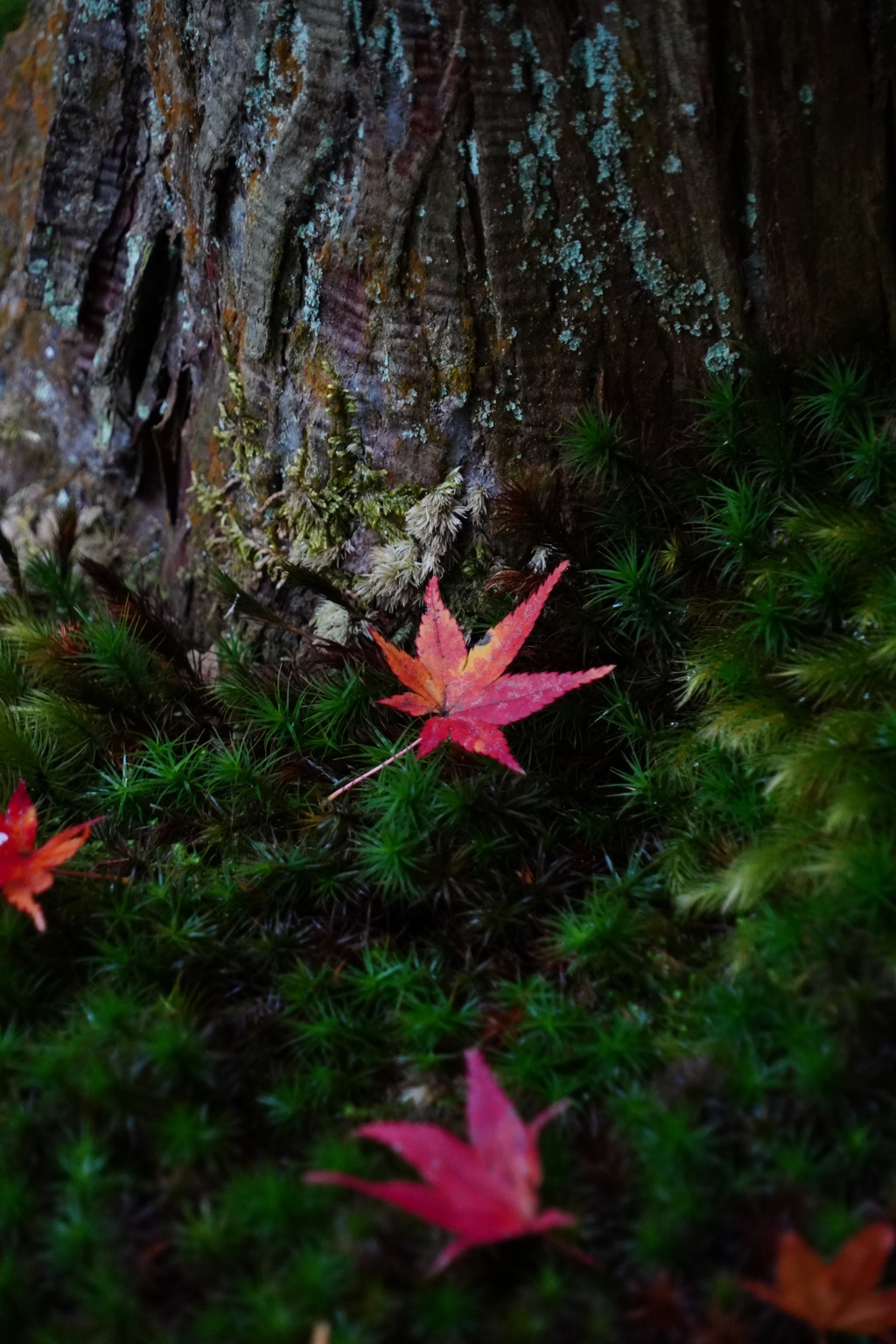 苔に落ちる