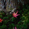 苔に落ちる