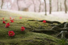 苔上の雅