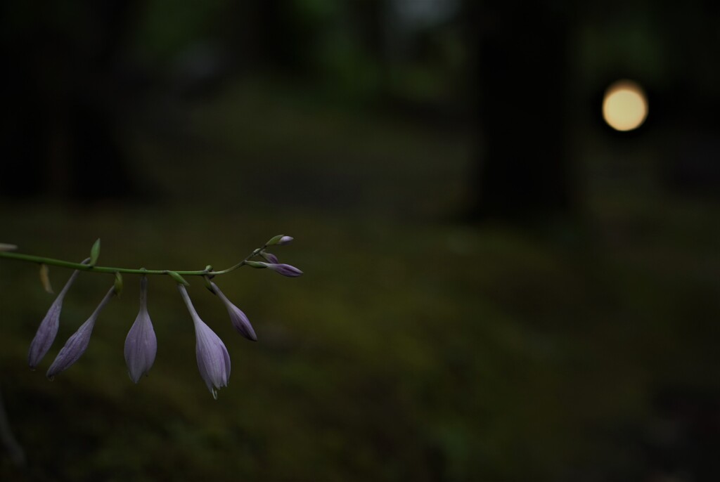 ギボウシのお月見