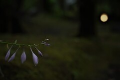 ギボウシのお月見