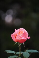 heart in rose