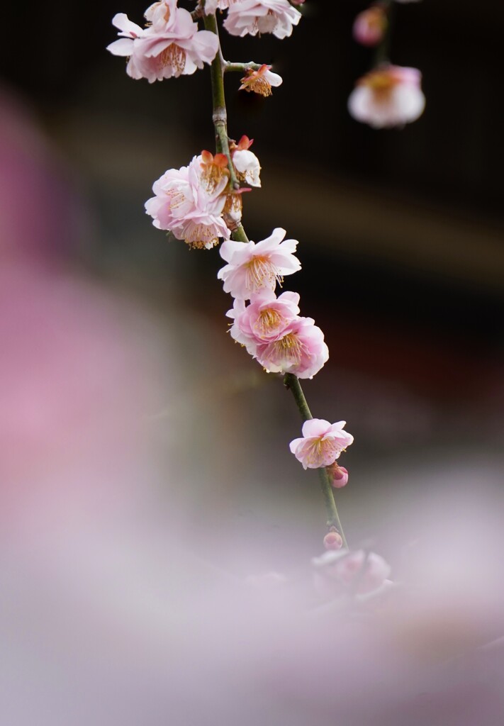 薄紅の雲上に咲く