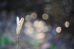 清流沿いの枯れ花