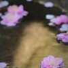 風に流され浮かぶ