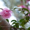 冬の透過光