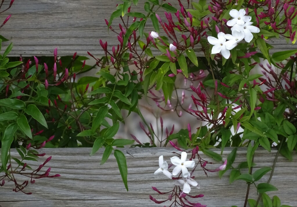 jasmine ＆ wooden board