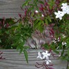 jasmine ＆ wooden board