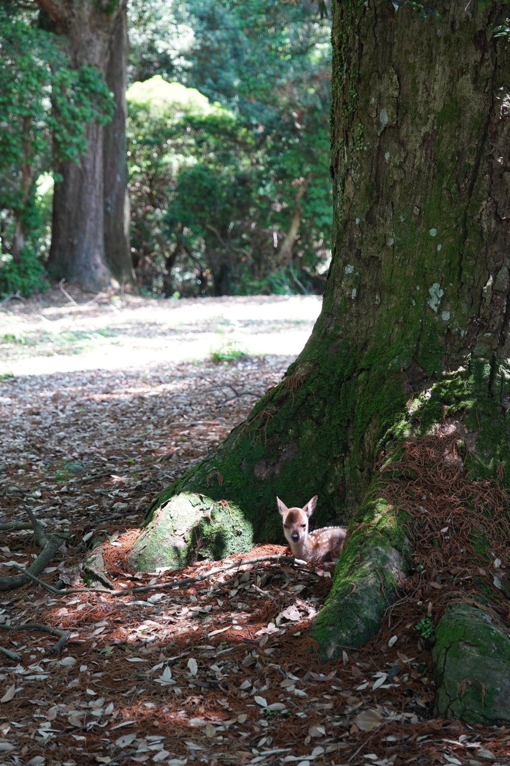 巨樹に守られて待つ