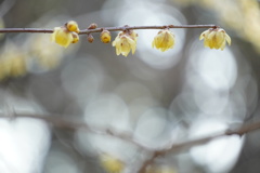 冬の愉しみ漂う辺り