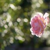 秋バラの季節へ