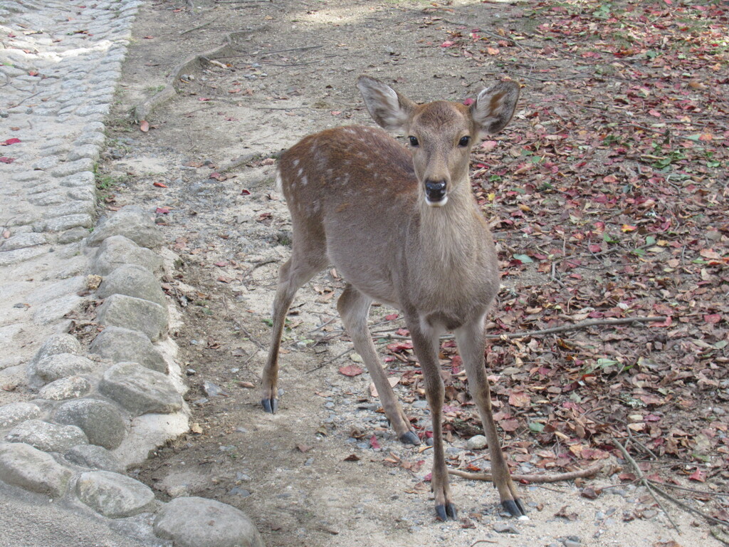 autumn deer