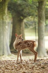 子鹿