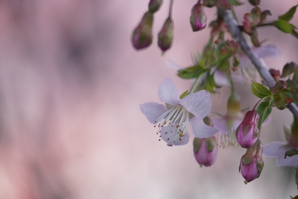 夕暮れ桜の静謐