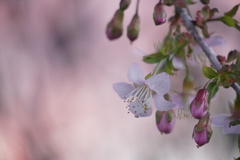 夕暮れ桜の静謐