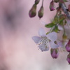 夕暮れ桜の静謐