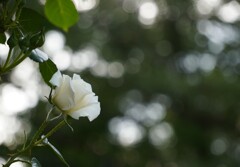 白い木漏れ日と薔薇
