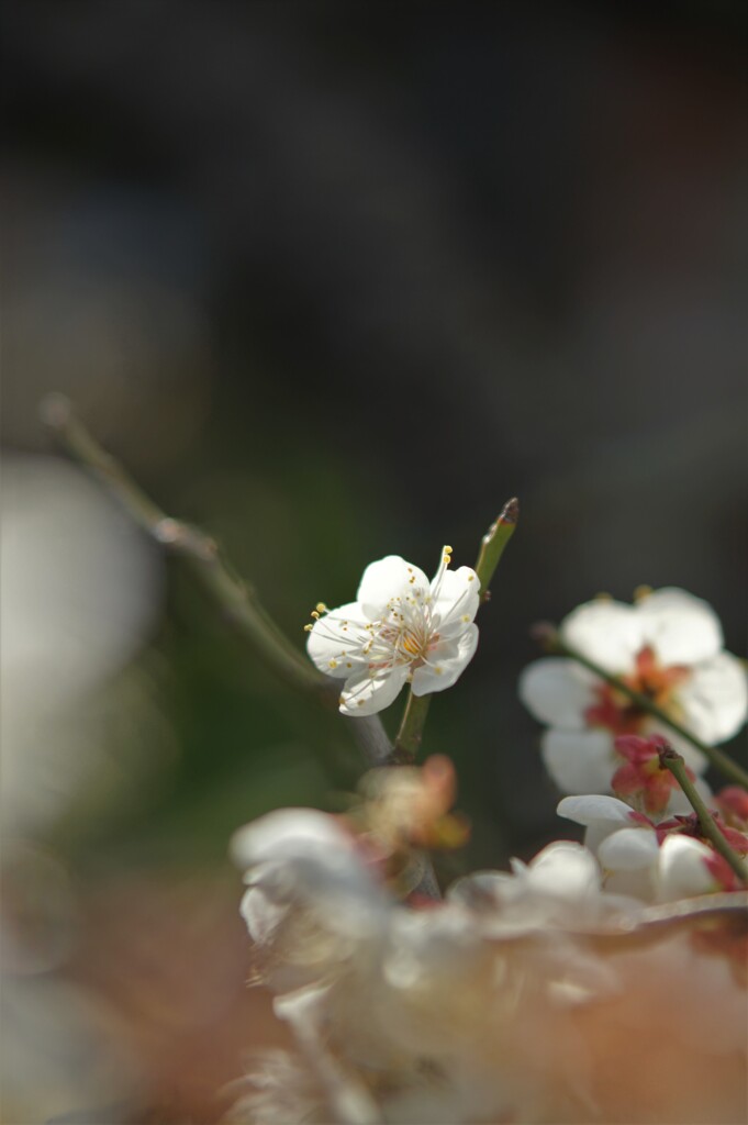 自然光の寛ぎ