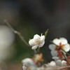 自然光の寛ぎ