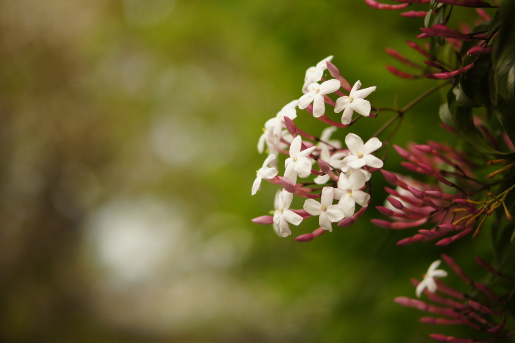 jasmine