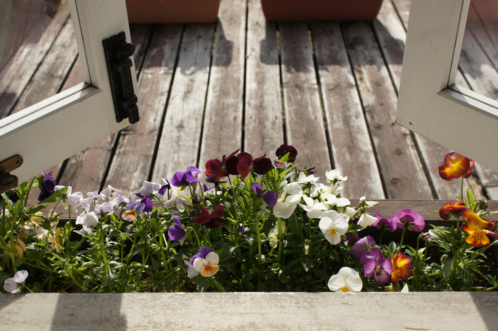 ease of the pansy