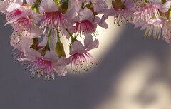 ヒマラヤ桜　霜月に満開