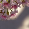 ヒマラヤ桜　霜月に満開