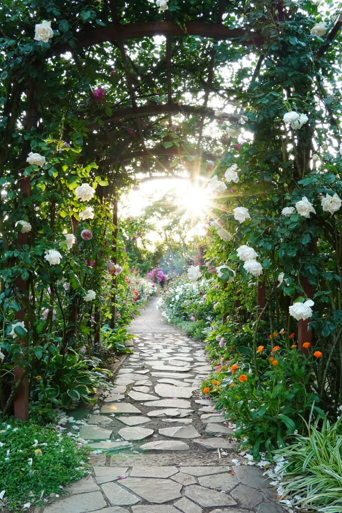 太陽の光りと薔薇園
